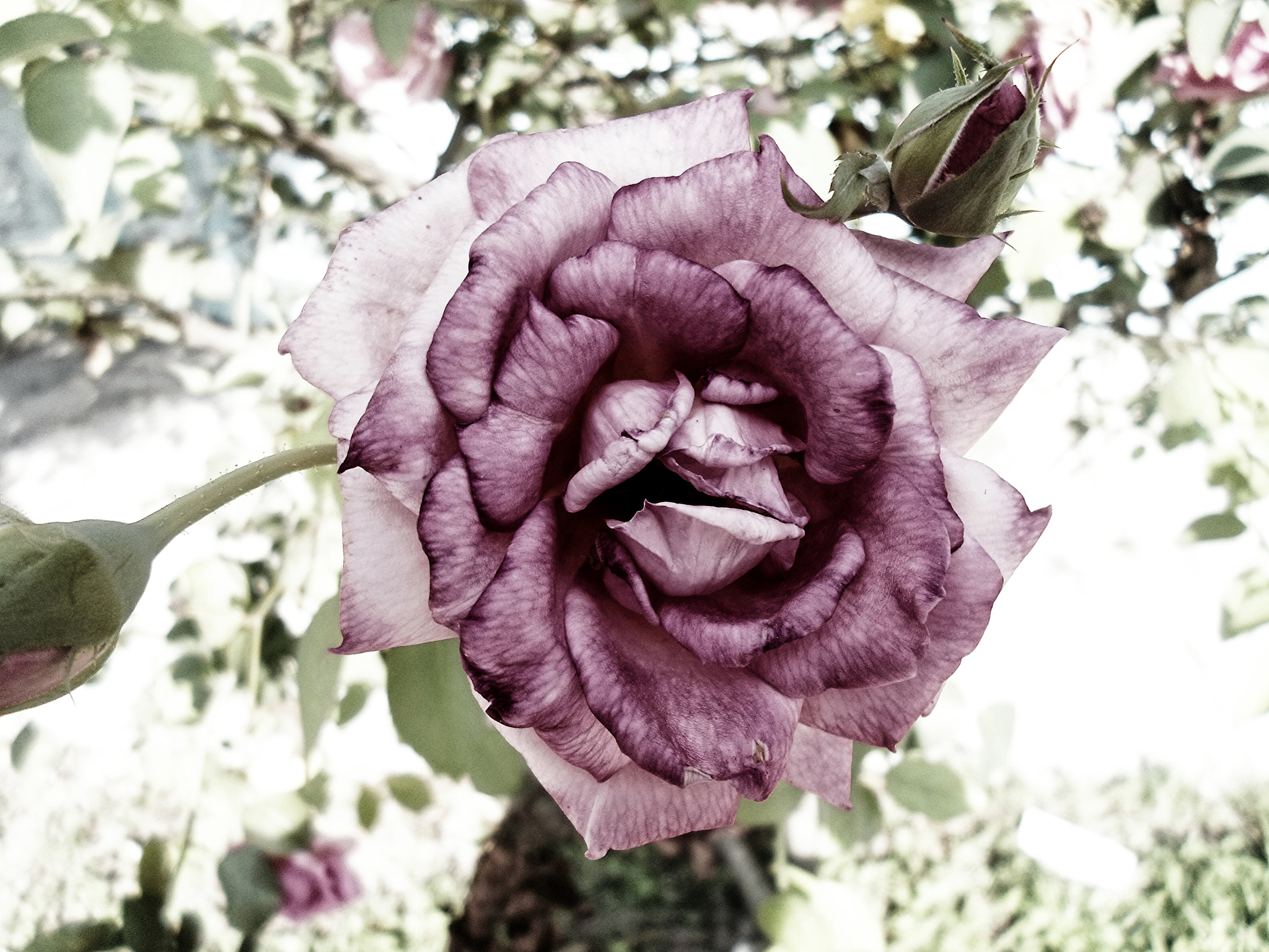 Samsung ST77 / ST79 sample photo. Vintage flower  photography