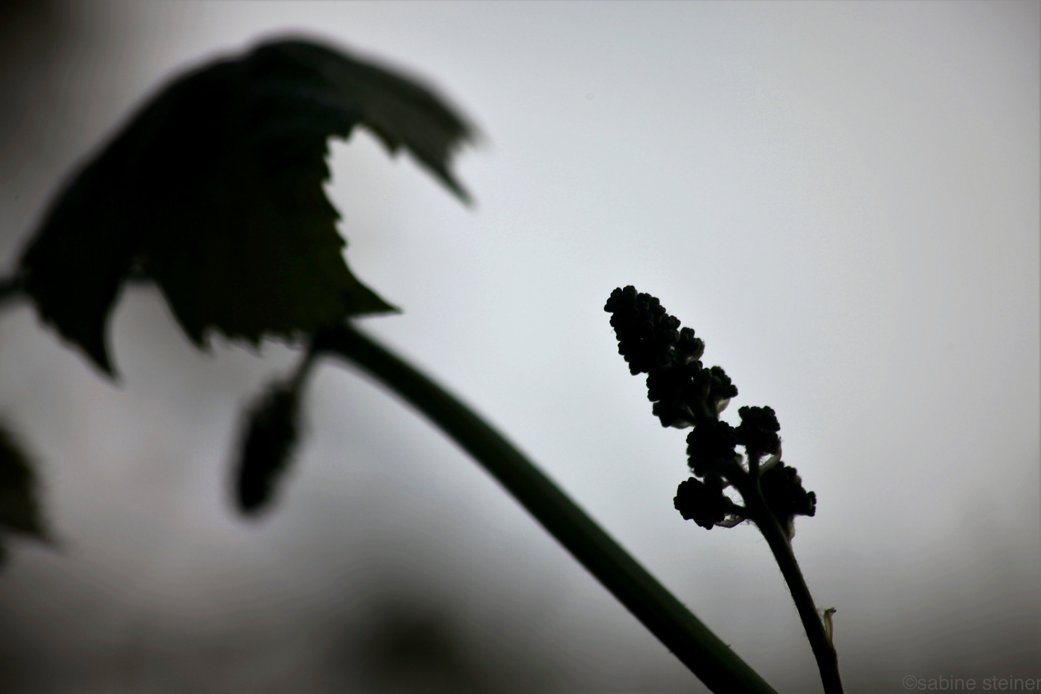 Canon EF 70-300mm F4-5.6 IS USM sample photo. Silhouette of grapes photography