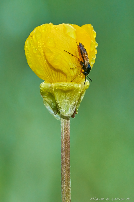 Sony ILCA-77M2 sample photo. Arge cyanocrocea photography