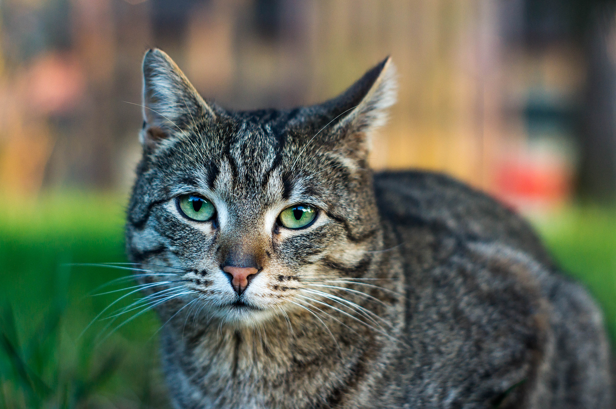 Sony Alpha DSLR-A550 + Minolta AF 50mm F1.7 sample photo. ... photography