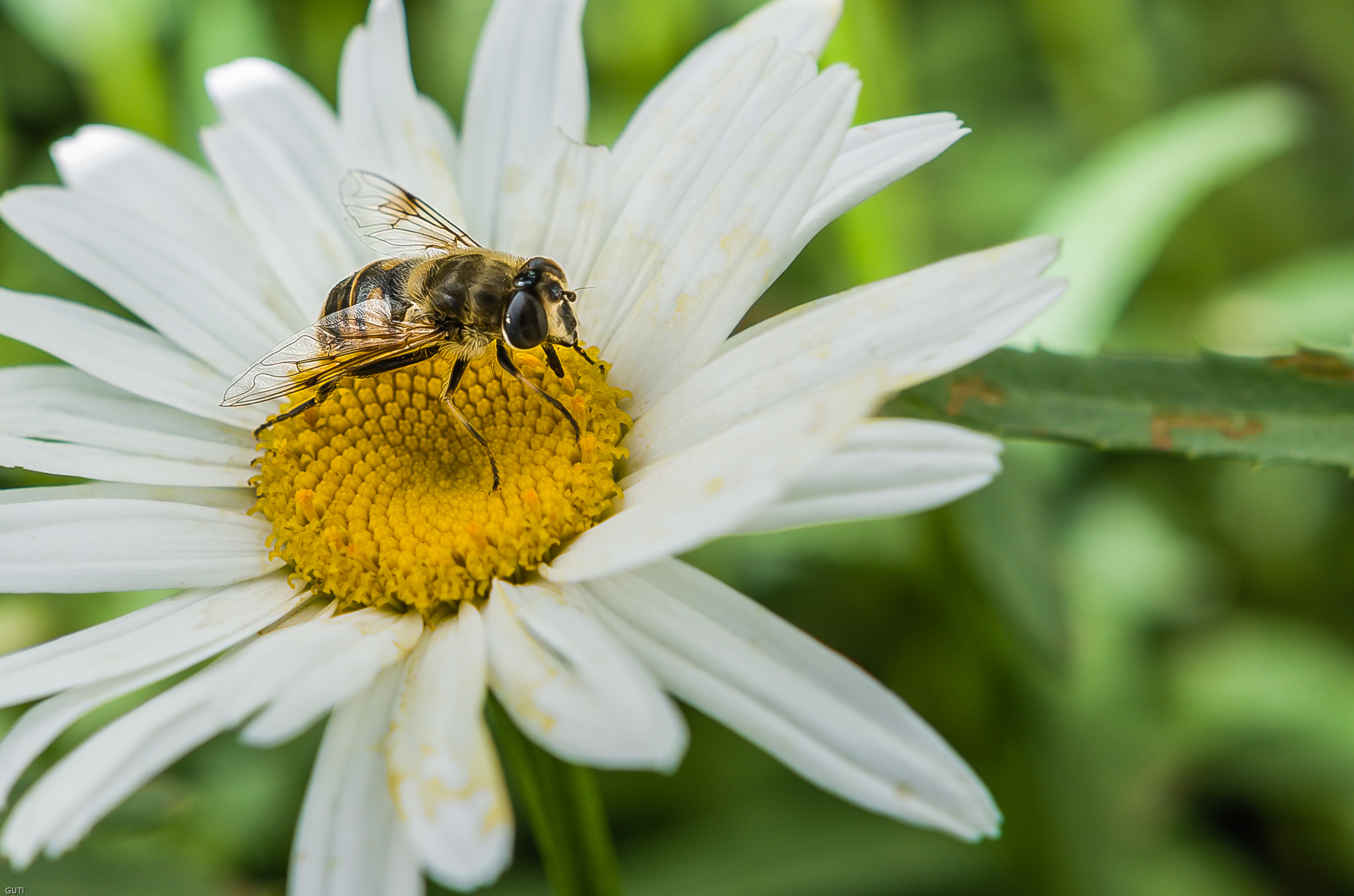 Pentax K-50 + Sigma 18-35mm F1.8 DC HSM Art sample photo. Macro sin macro photography