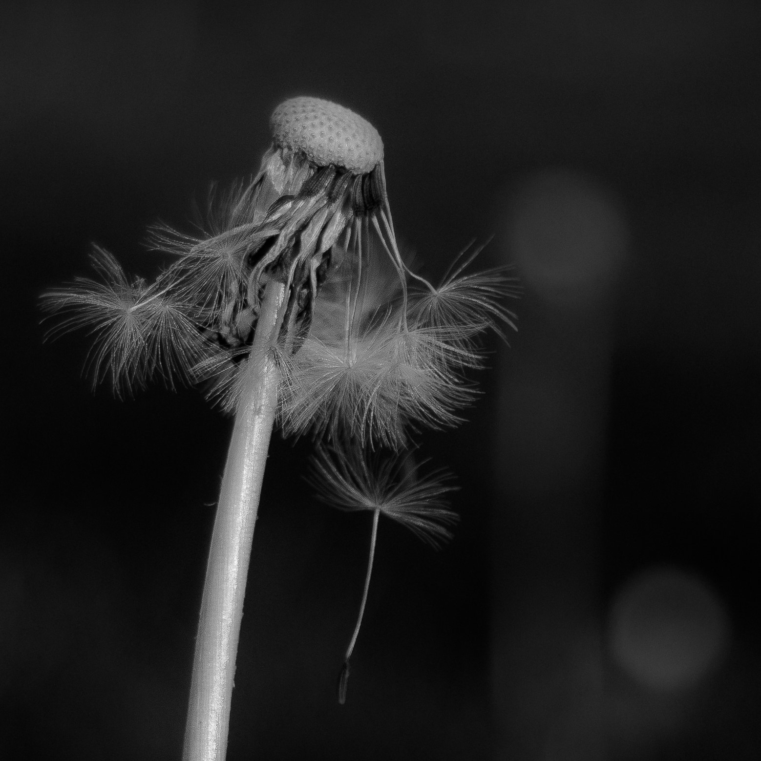 AF Zoom-Nikkor 28-80mm f/3.5-5.6D sample photo. Falling photography
