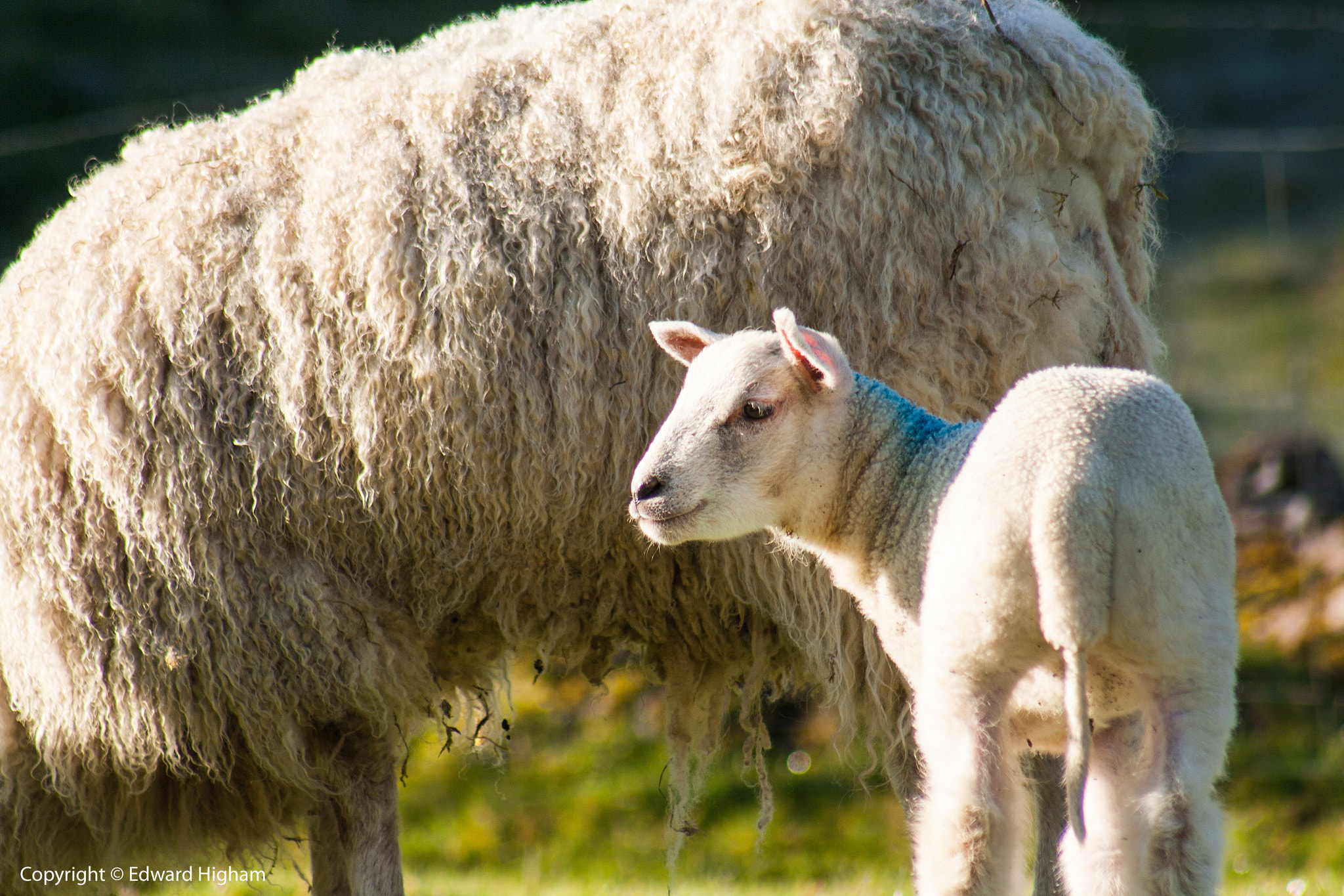 Canon EF 75-300mm f/4-5.6 USM sample photo. And mint sauce? photography