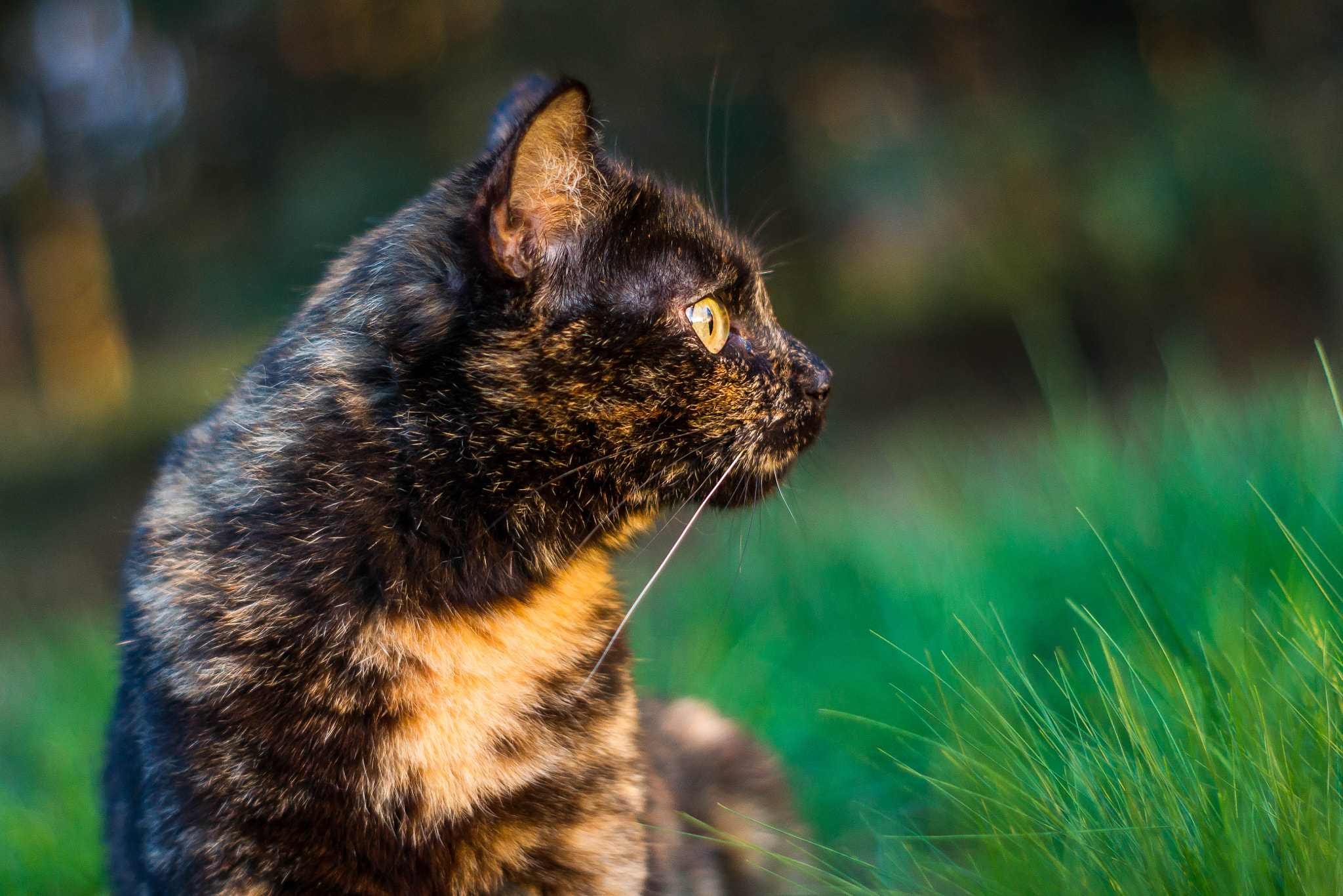 Sony Alpha DSLR-A550 + Minolta AF 50mm F1.7 sample photo. ... photography