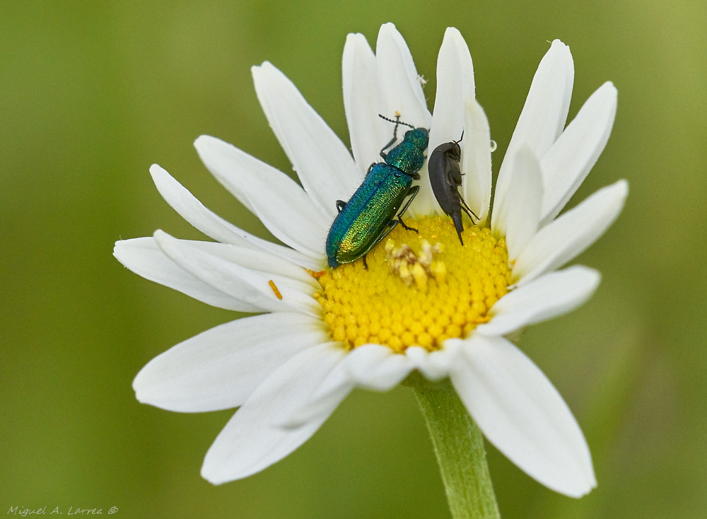 Sony ILCA-77M2 sample photo. Psilothrix viridicaeruleus photography