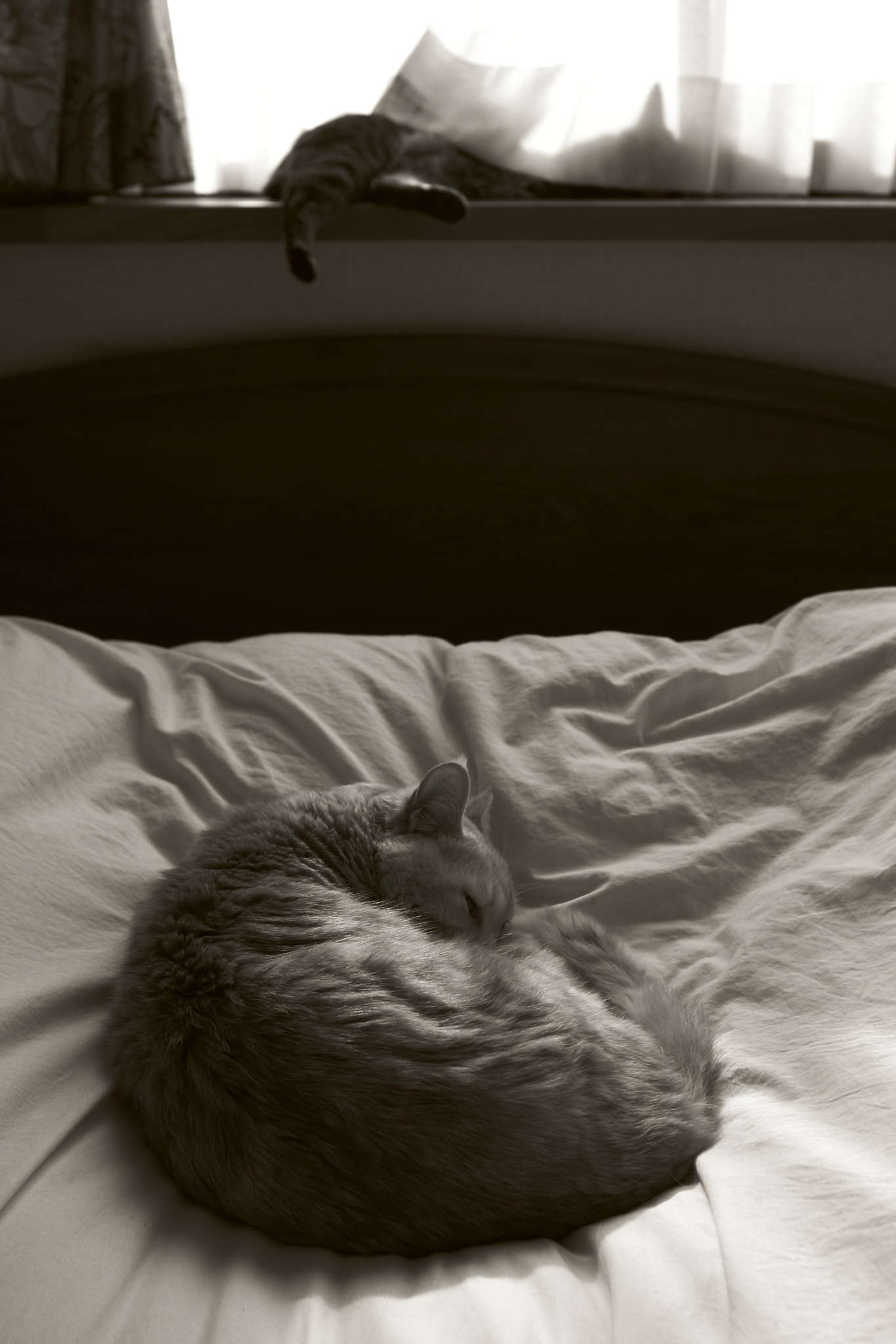 Sigma 28mm f/1.8 DG Macro EX sample photo. The cats are sleeping photography