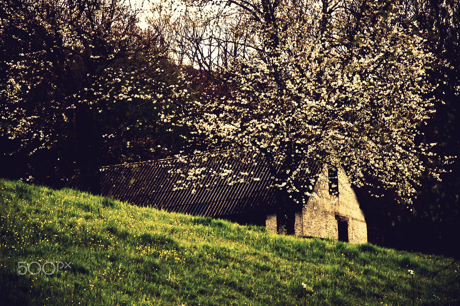 Nikon D50 sample photo. Slippery grassy slope with home photography