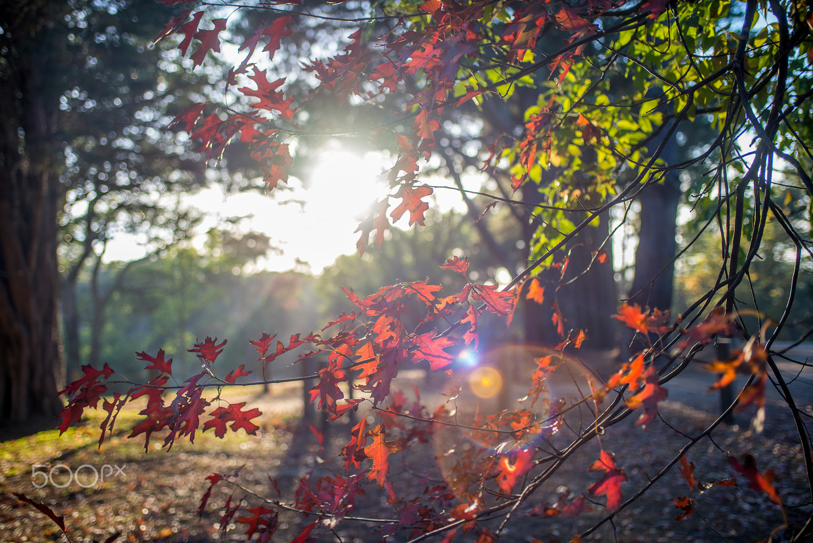 Nikon D610 + AF Zoom-Nikkor 35-70mm f/2.8D sample photo. Autumn colours photography