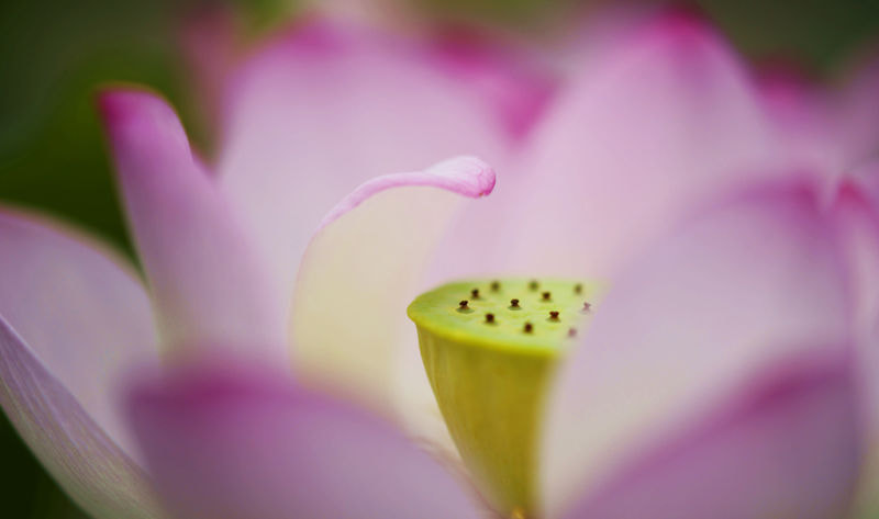Sony Sonnar T* 135mm F1.8 ZA sample photo. 莲 photography