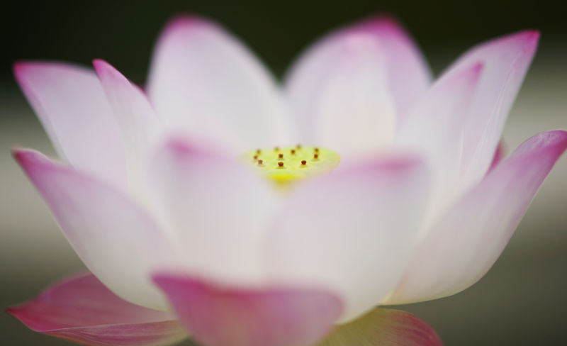 Sony Sonnar T* 135mm F1.8 ZA sample photo. 莲 photography