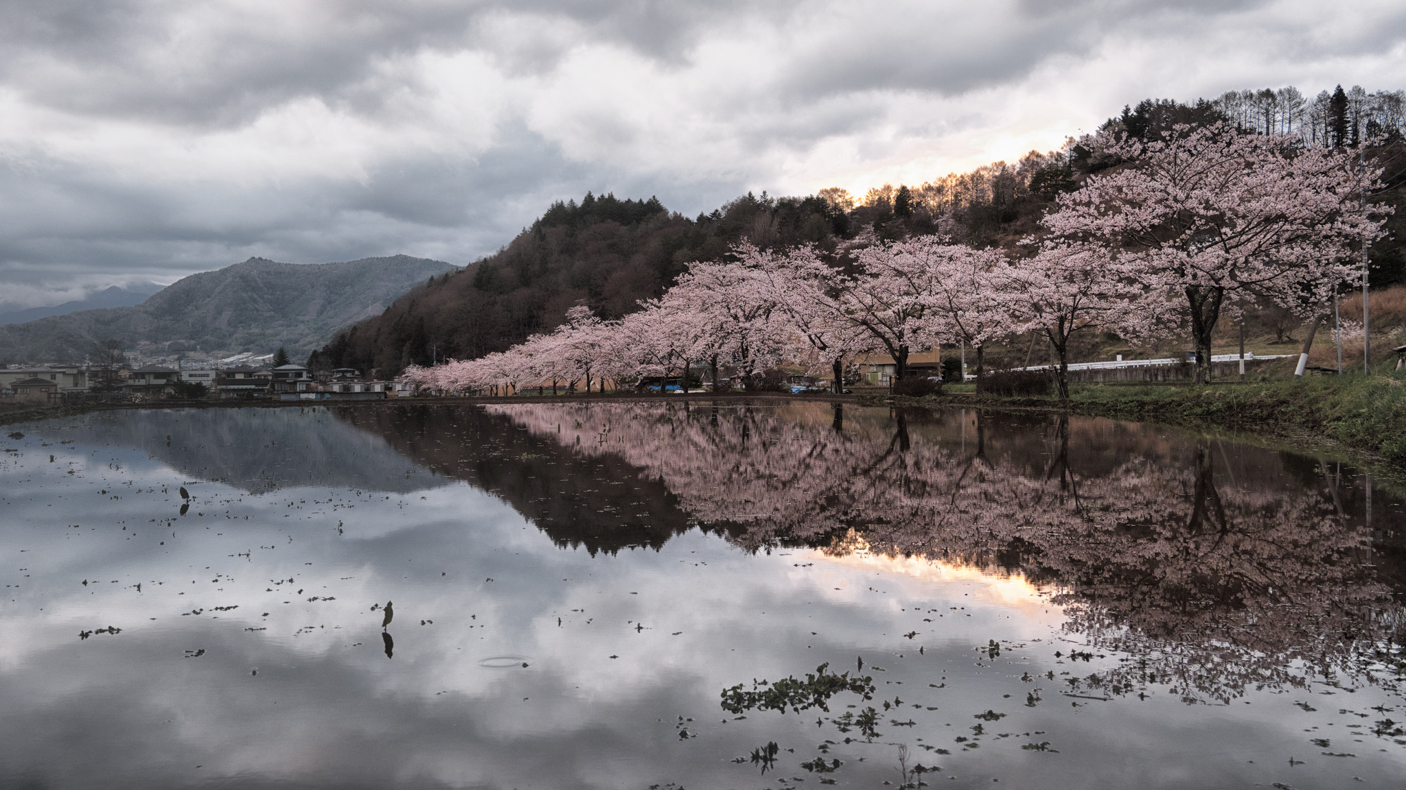 Nikon D810A + Nikon AF-S Nikkor 24-70mm F2.8E ED VR sample photo. Reflected in a paddy field photography