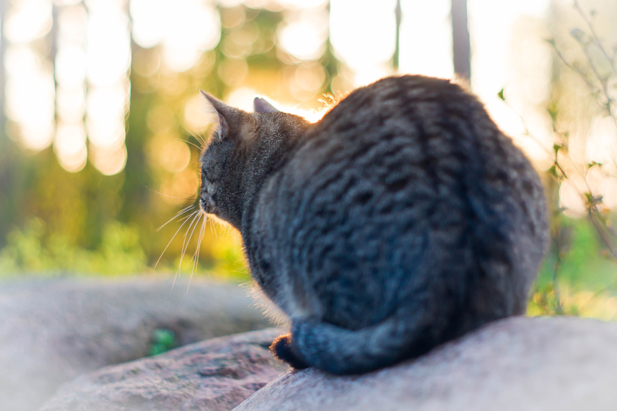 Sony Alpha DSLR-A550 + Minolta AF 50mm F1.7 sample photo. ... photography