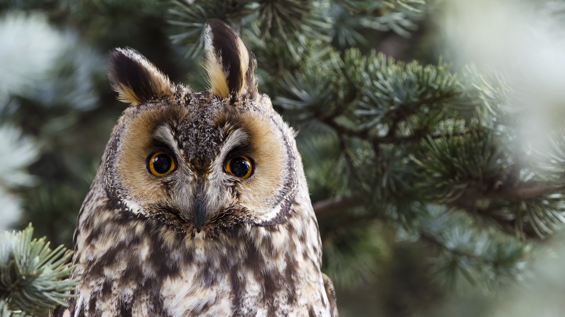 Nikon D7000 + Nikon AF-S Nikkor 500mm F4G ED VR sample photo. Kulaklı orman baykuşu, long-eared owl, asio otus photography