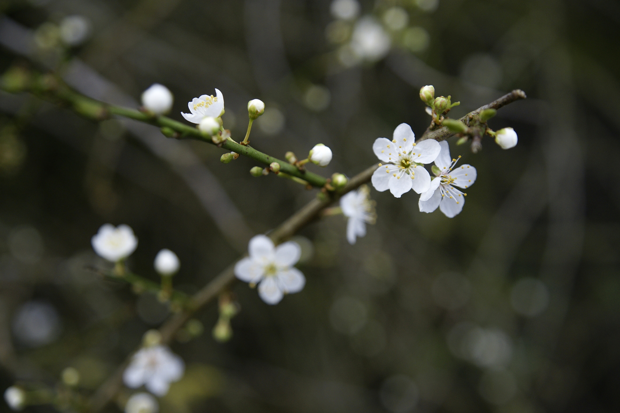 Sony Alpha DSLR-A700 + Sony DT 16-50mm F2.8 SSM sample photo. Plumtree flowers #1 photography