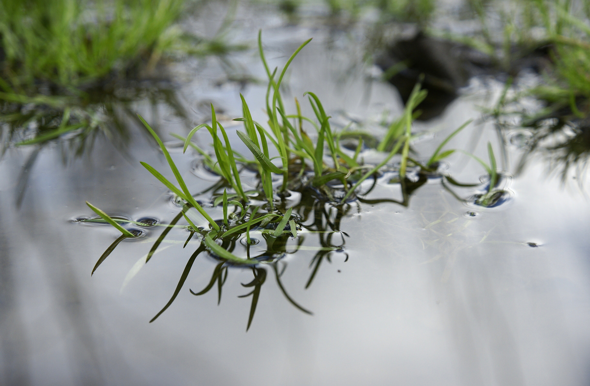 Sony Alpha DSLR-A700 + Sony DT 16-50mm F2.8 SSM sample photo. Grass reflected photography