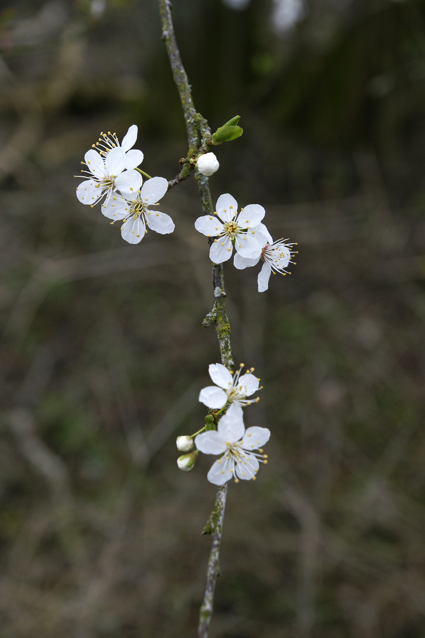 Sony Alpha DSLR-A700 + Sony DT 16-50mm F2.8 SSM sample photo. Plumtree flowers #2 photography