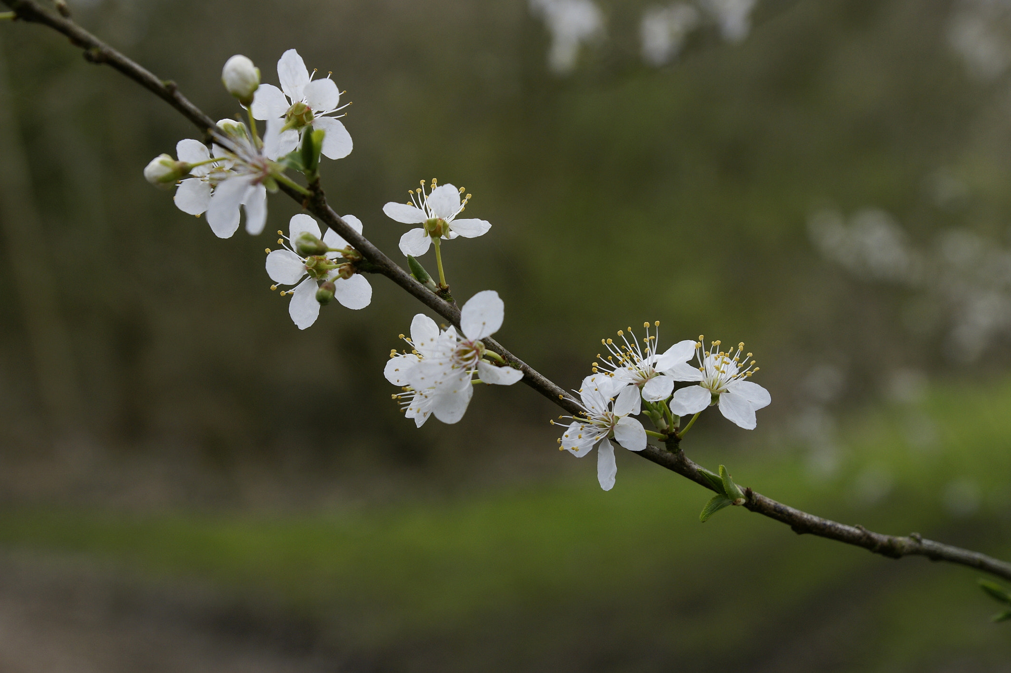 Sony Alpha DSLR-A700 + Sony DT 16-50mm F2.8 SSM sample photo. Plumtree flowers #3 photography