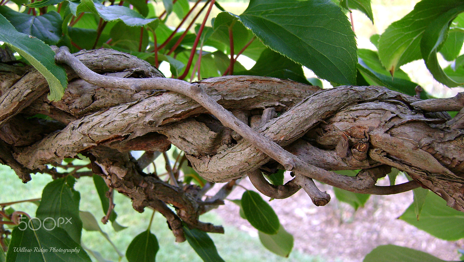 Sony DSC-S730 sample photo. Twisted vine photography