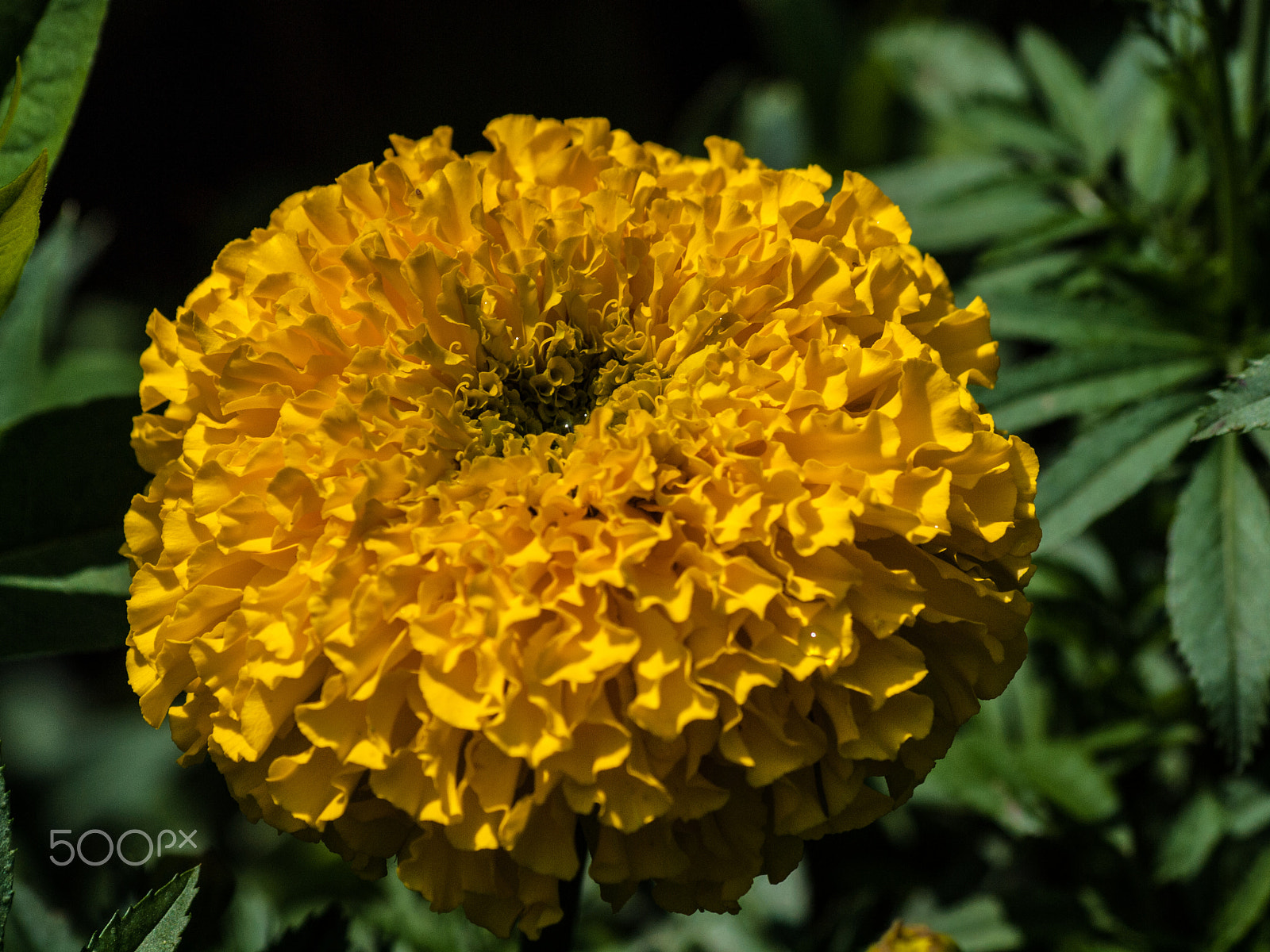 Olympus Zuiko Digital ED 70-300mm F4.0-5.6 sample photo. Rotten at the core photography