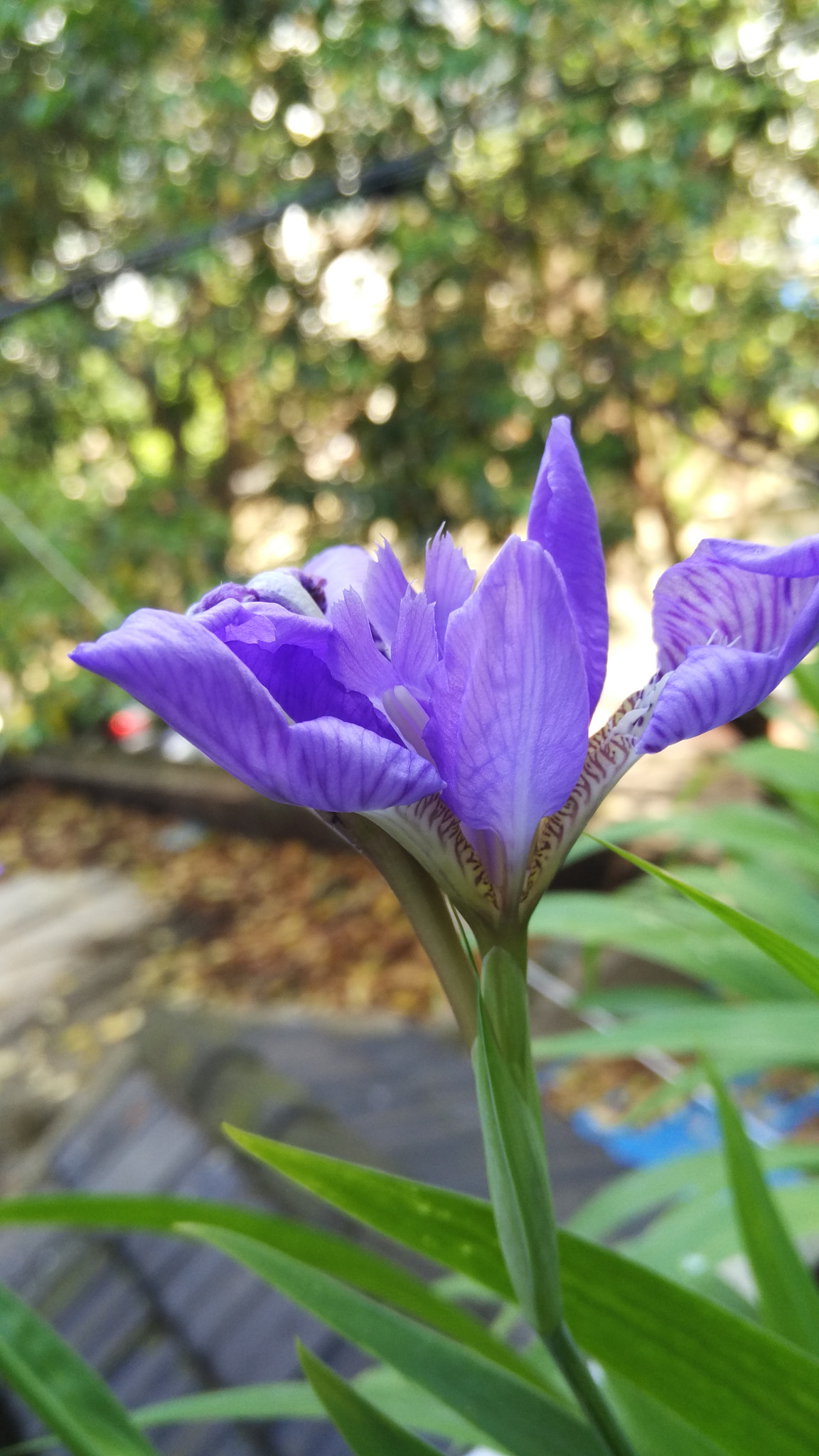 Xiaomi MI NOTE Pro sample photo. Img_20160418_084821.jpg photography