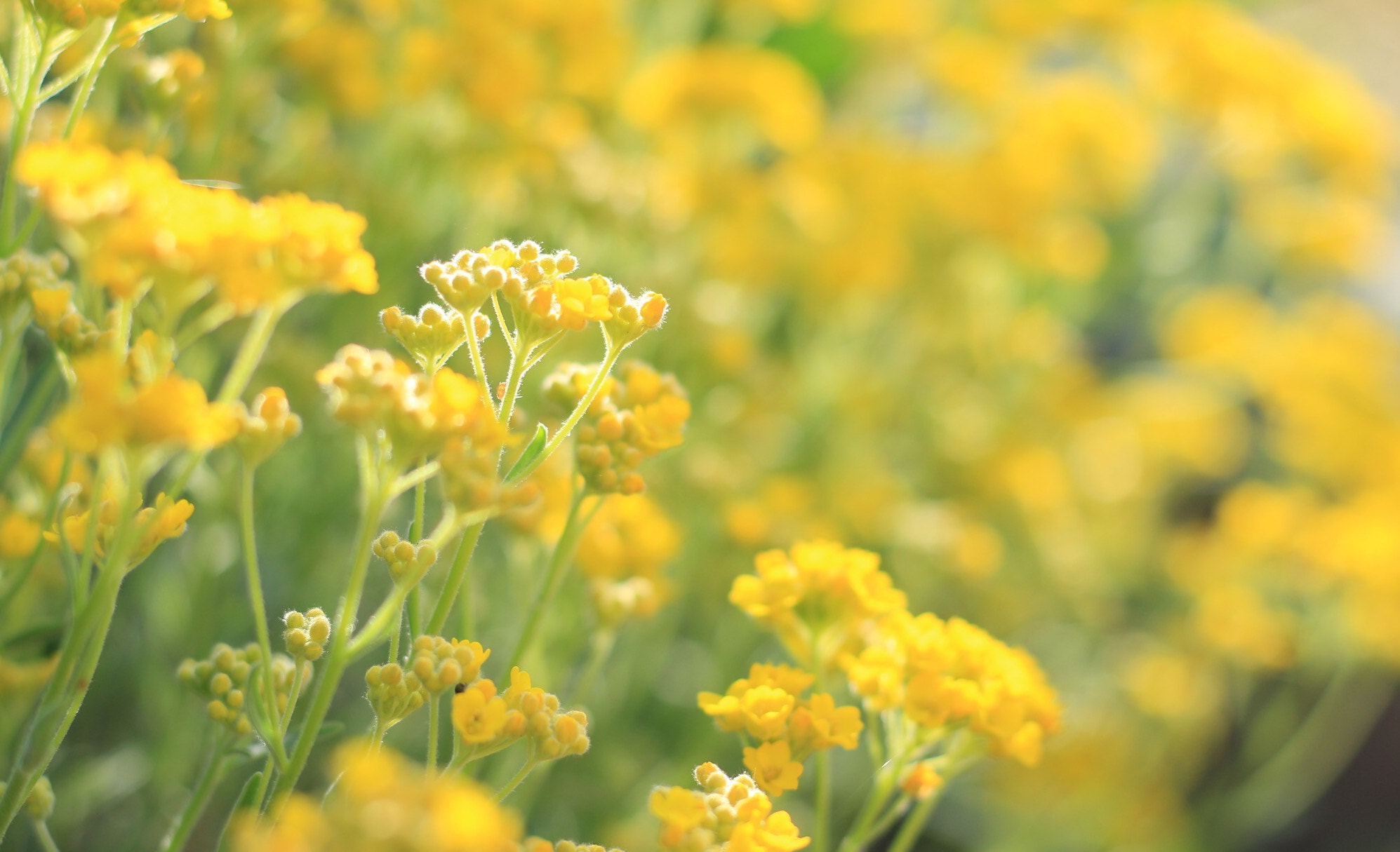 Canon EOS M + Canon EF 50mm F1.8 STM sample photo