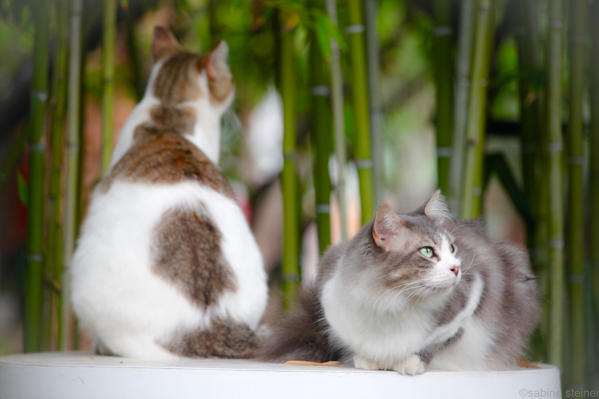 Canon EF 70-300mm F4-5.6 IS USM sample photo. Cats photography