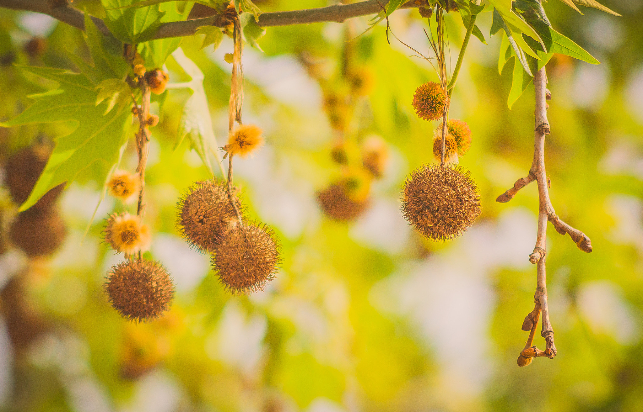 Nikon D3200 + AF Nikkor 70-210mm f/4-5.6 sample photo. Sycamore seed pods photography