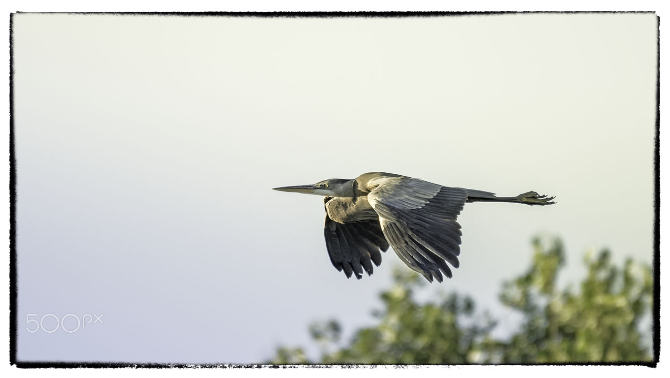 Nikon AF-S Nikkor 200-500mm F5.6E ED VR sample photo. _nik5168-1.jpg photography