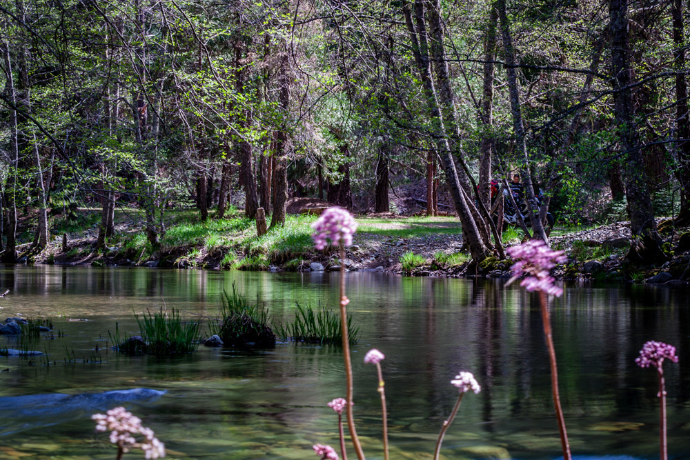 Canon EOS-1D Mark II sample photo. Pond photography