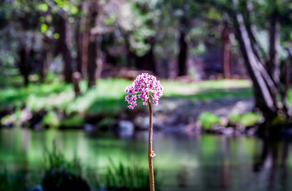 Canon EOS-1D Mark II sample photo. Day dreamer photography