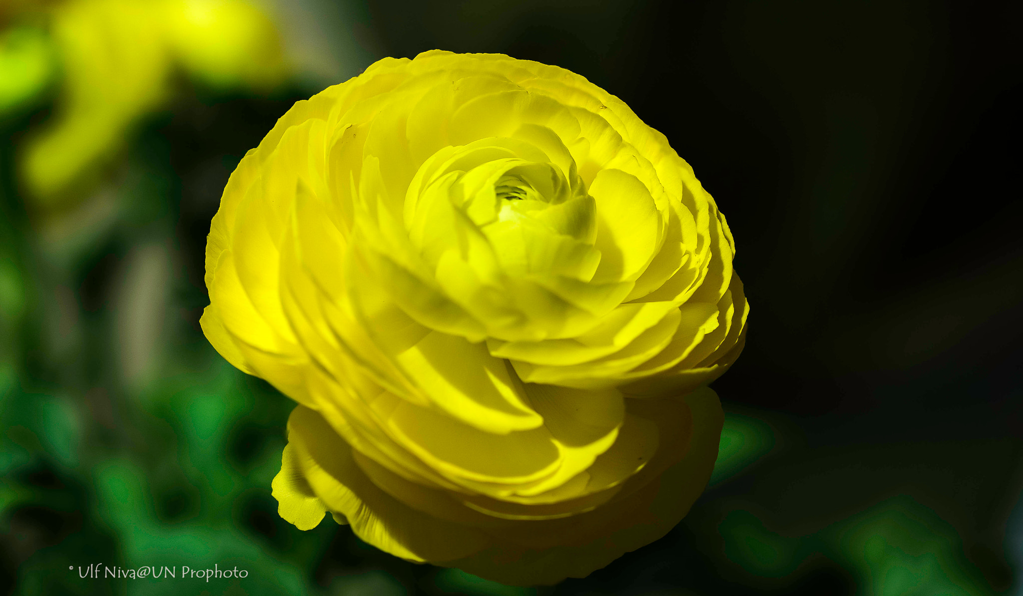 Sony ILCA-77M2 + 90mm F2.8 Macro SSM sample photo. Ranunkel photography