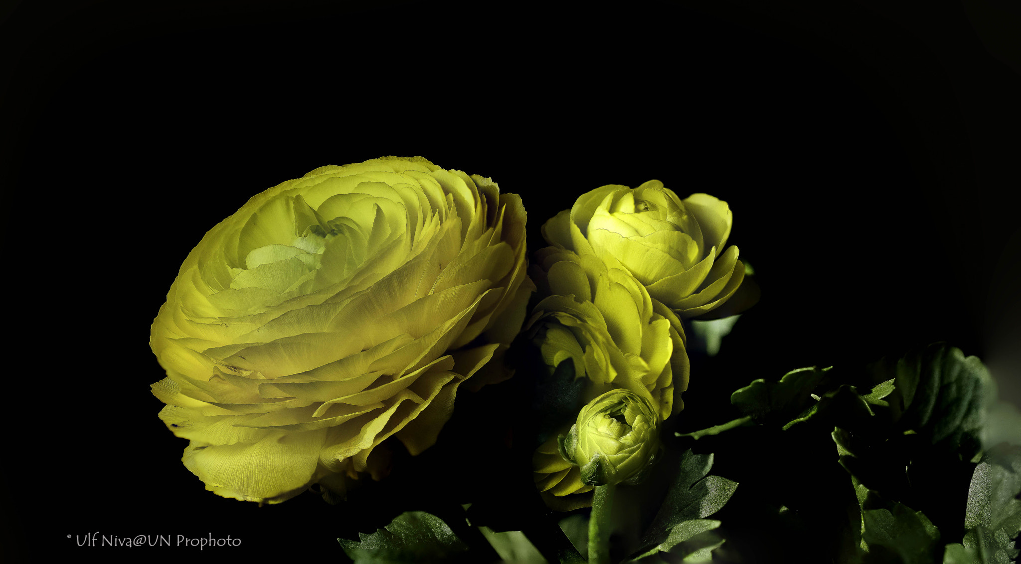 Sony ILCA-77M2 + 90mm F2.8 Macro SSM sample photo. Ranunkelfinal photography