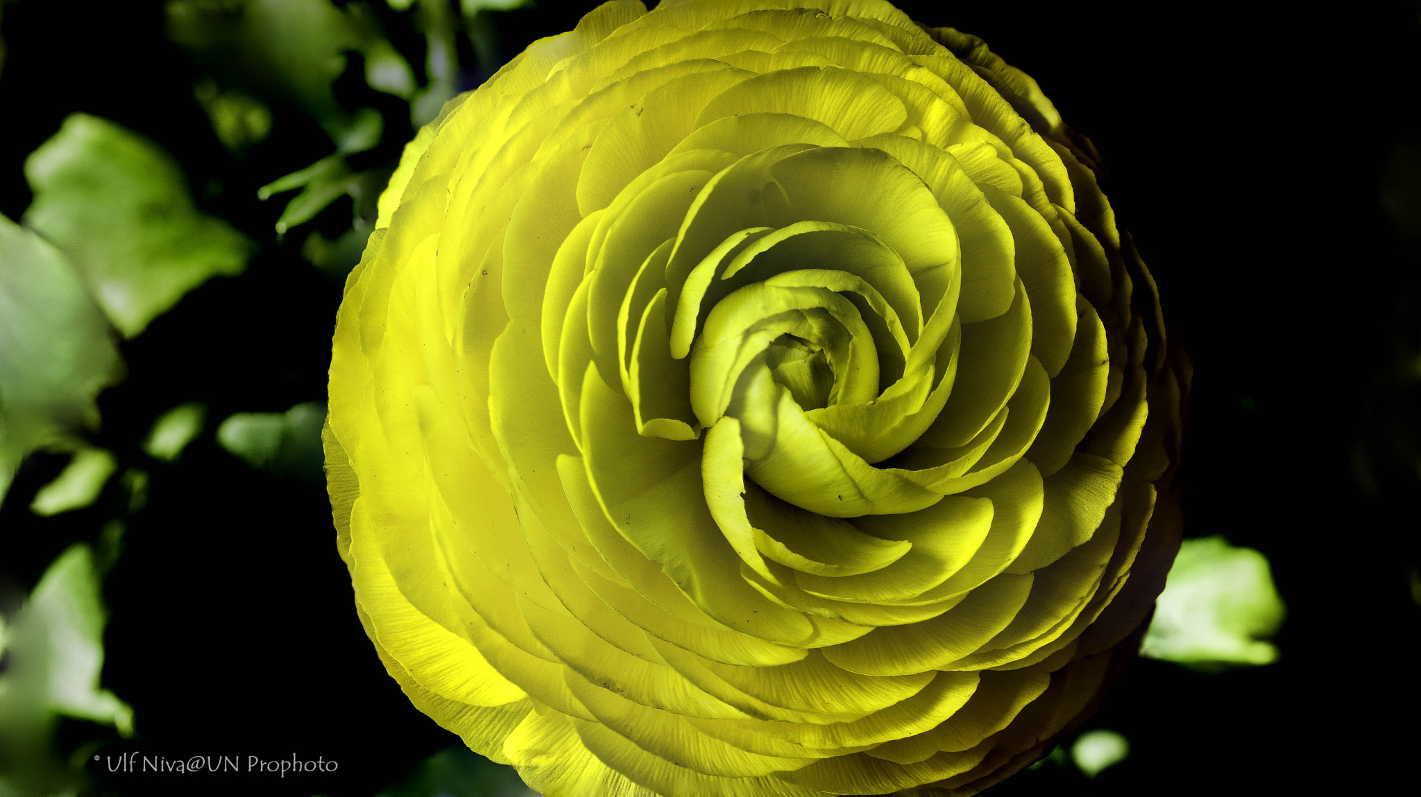 Sony ILCA-77M2 + 90mm F2.8 Macro SSM sample photo. Ranunkerfinal photography