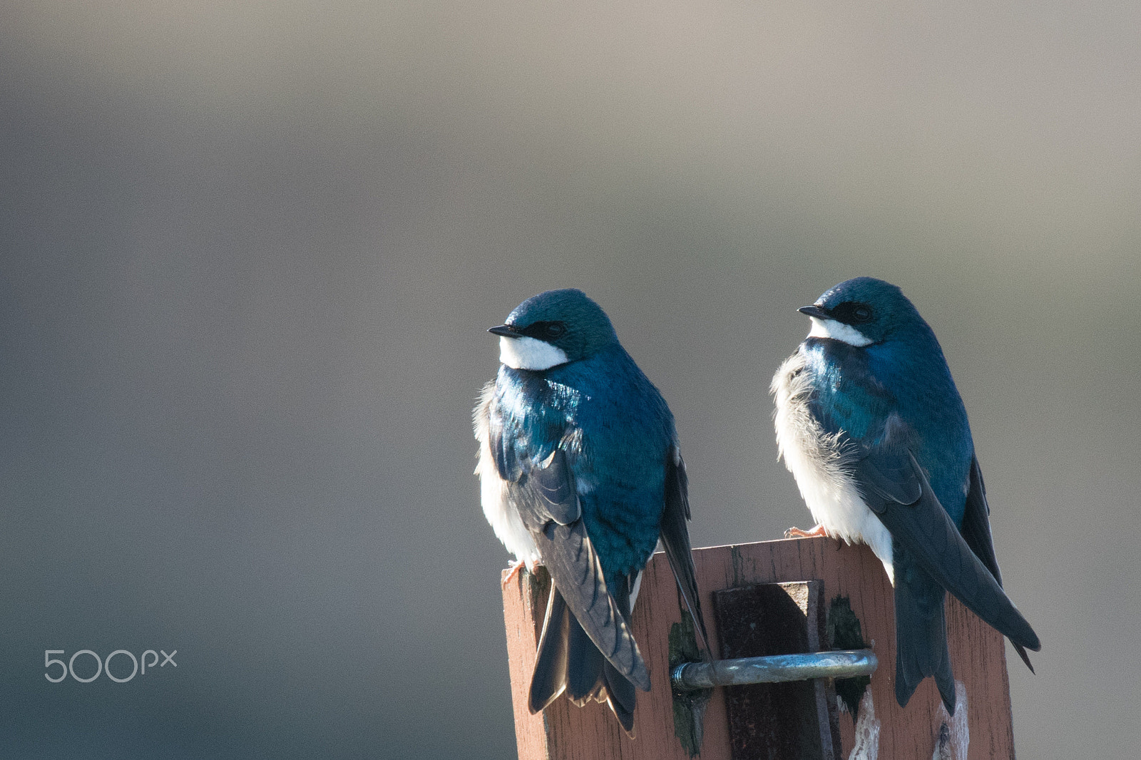 Nikon Nikkor AF-S 300mm F4E PF ED VR sample photo. Love birds photography