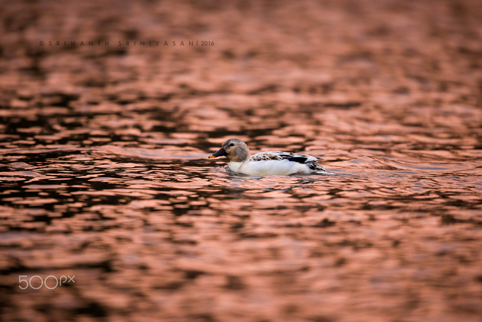 Nikon D610 + Nikon AF-S Nikkor 600mm F4G ED VR sample photo. Abacot ranger photography