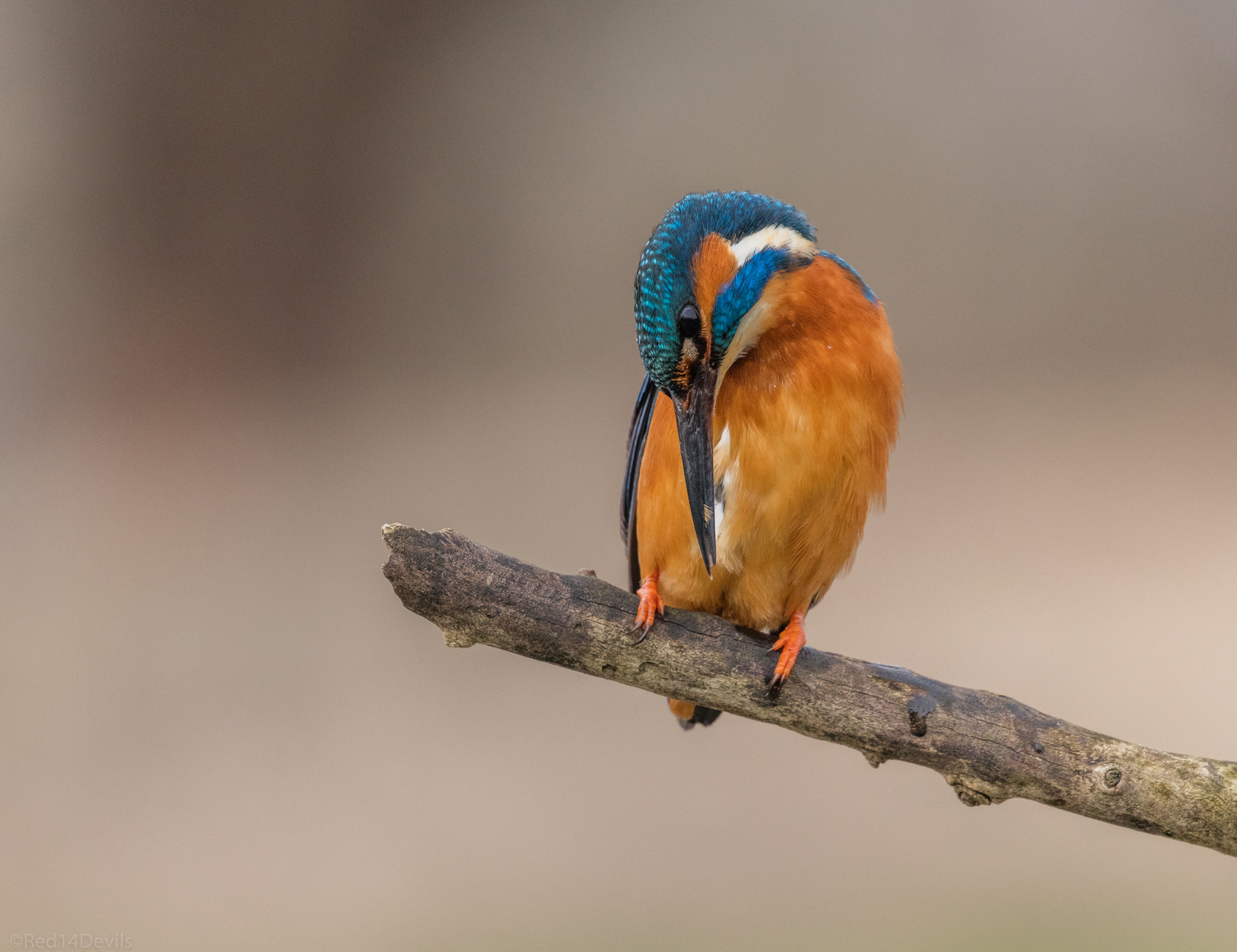 Canon EF 100-400mm F4.5-5.6L IS II USM sample photo. Common kingfisher photography