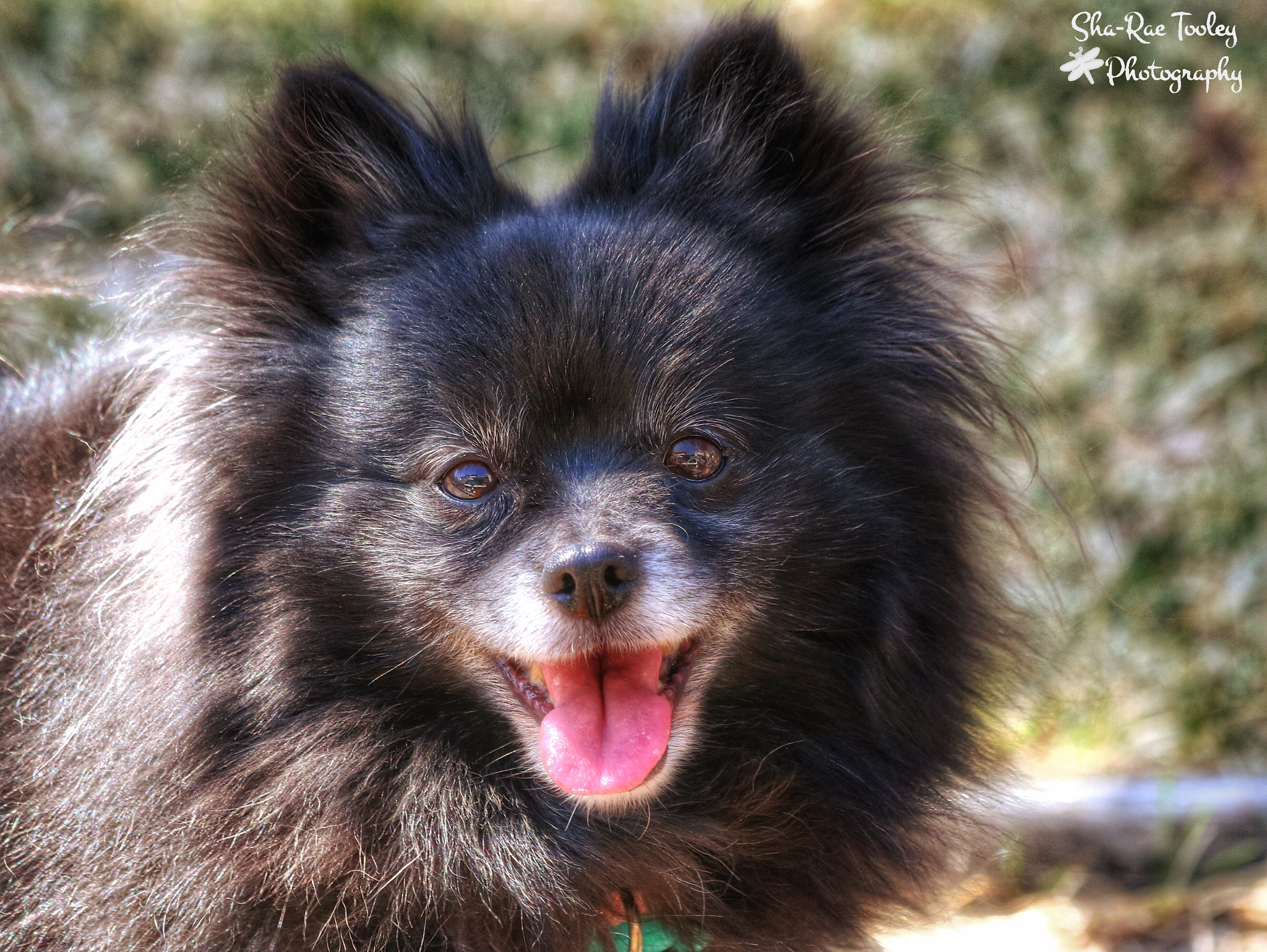 Canon EF 70-300mm F4-5.6 IS USM sample photo. Coco photography