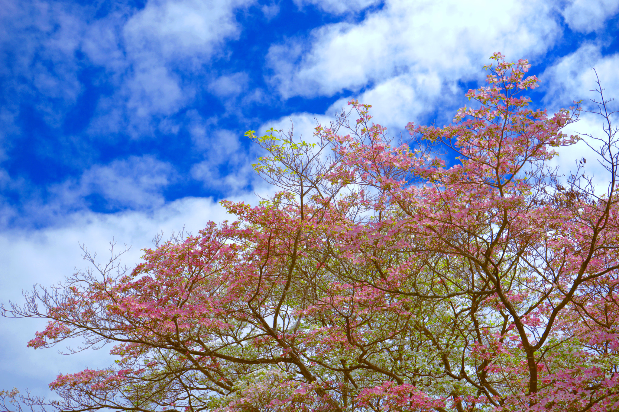 Sony a7 II + Tamron 18-200mm F3.5-6.3 Di III VC sample photo. Dogwood blossoms photography