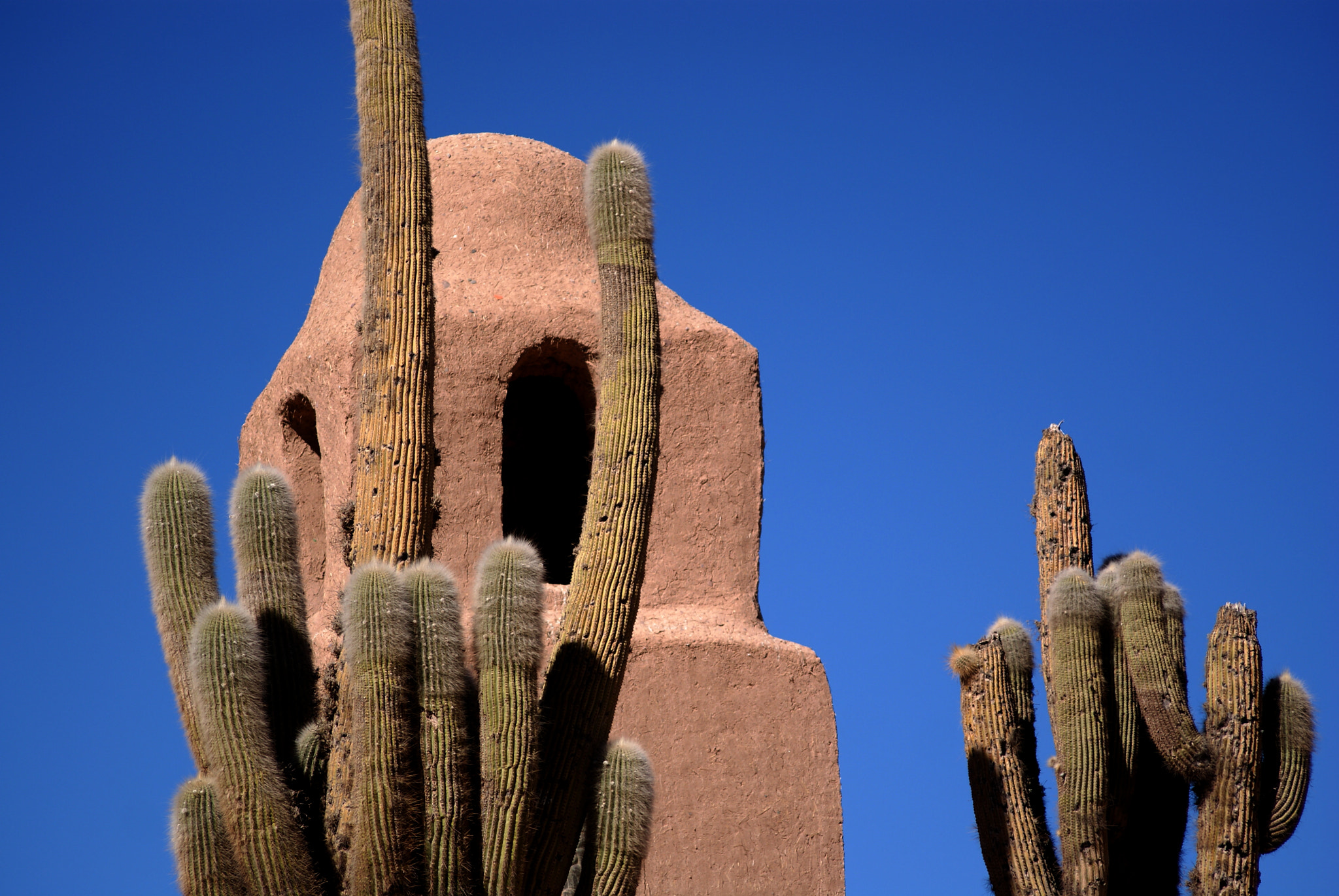 Sony Alpha DSLR-A300 + Sigma 70-300mm F4-5.6 DL Macro sample photo. Cactus in the north of argentina photography