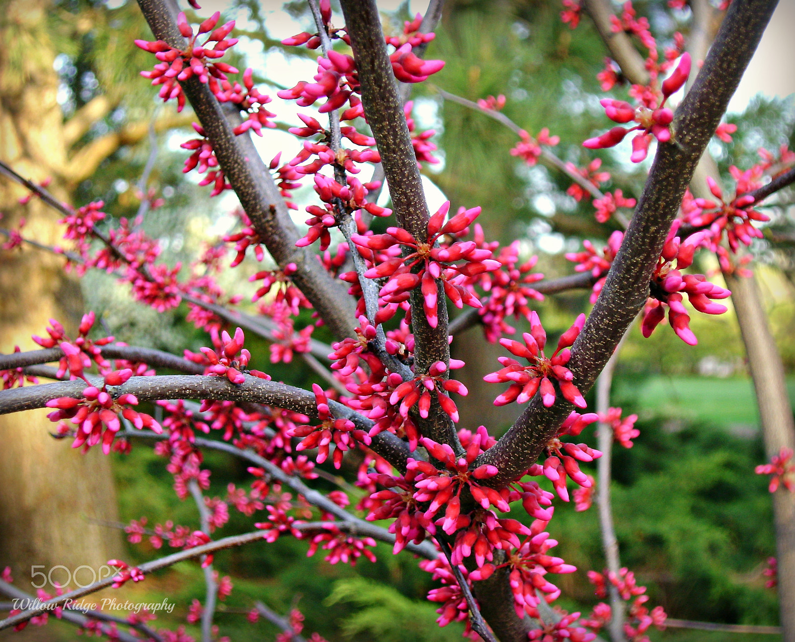 Sony DSC-S730 sample photo. Red buds of spring photography
