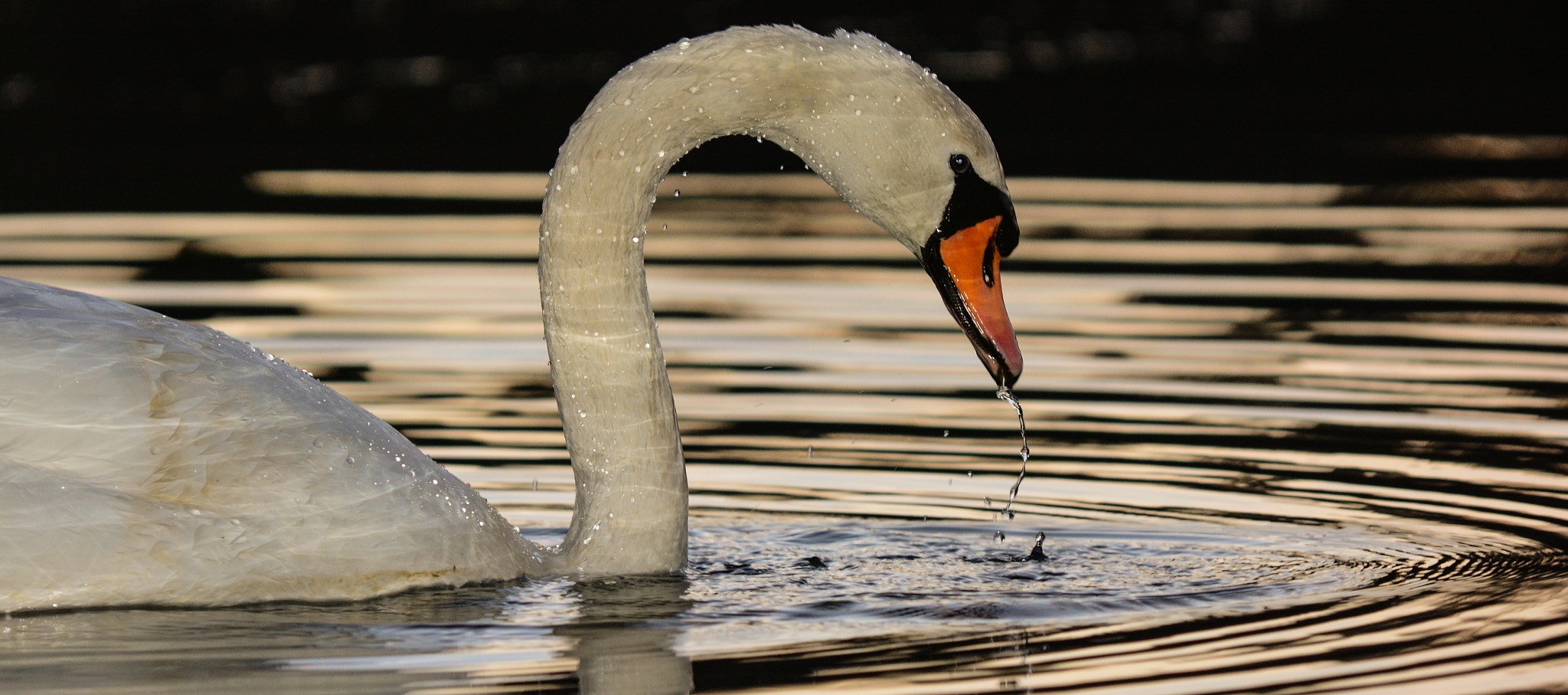 Nikon D7100 + Sigma APO 100-300mm F4 EX IF HSM sample photo. Swan lake photography