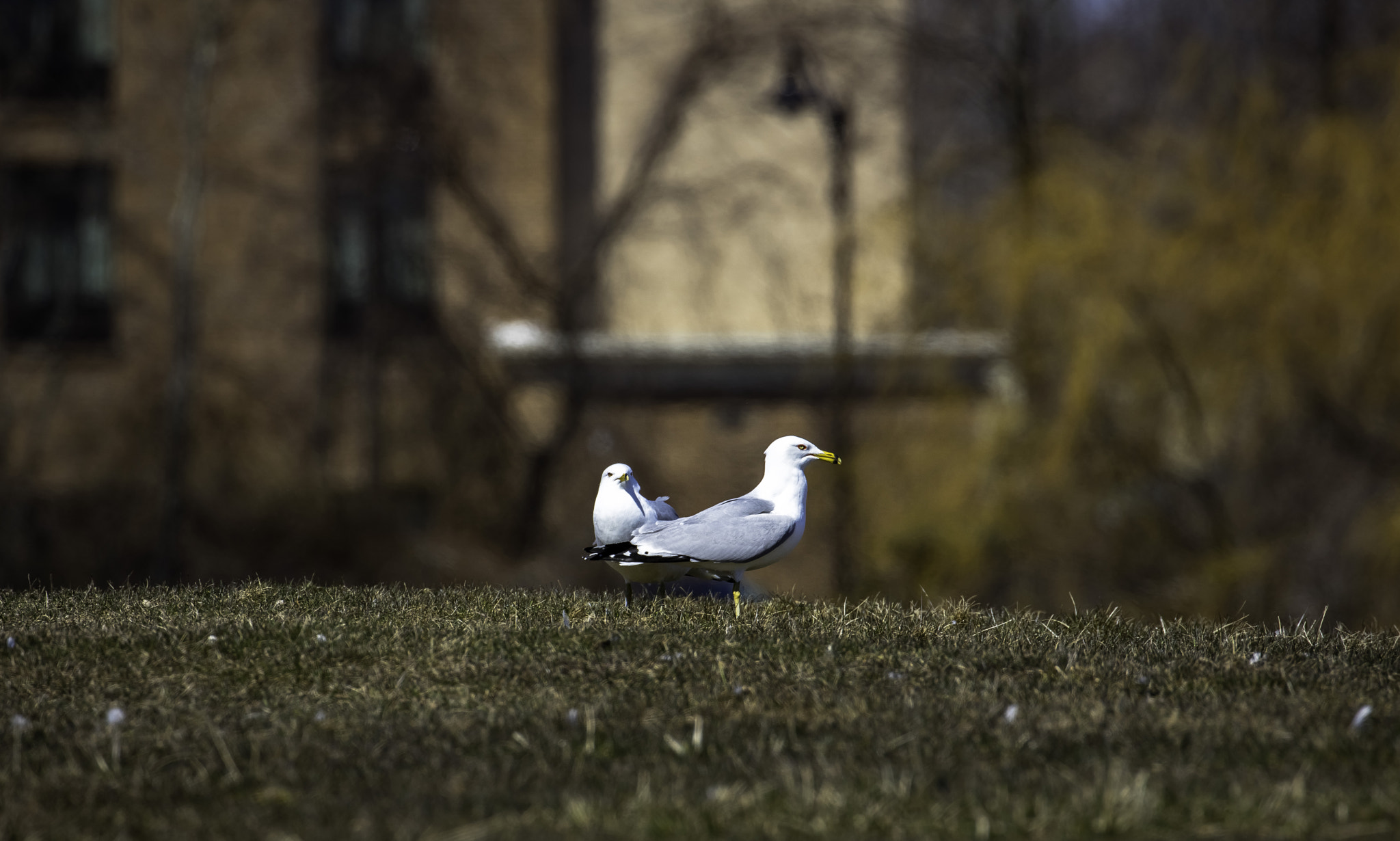 Canon EF 100-400mm F4.5-5.6L IS II USM sample photo. Beekie photography