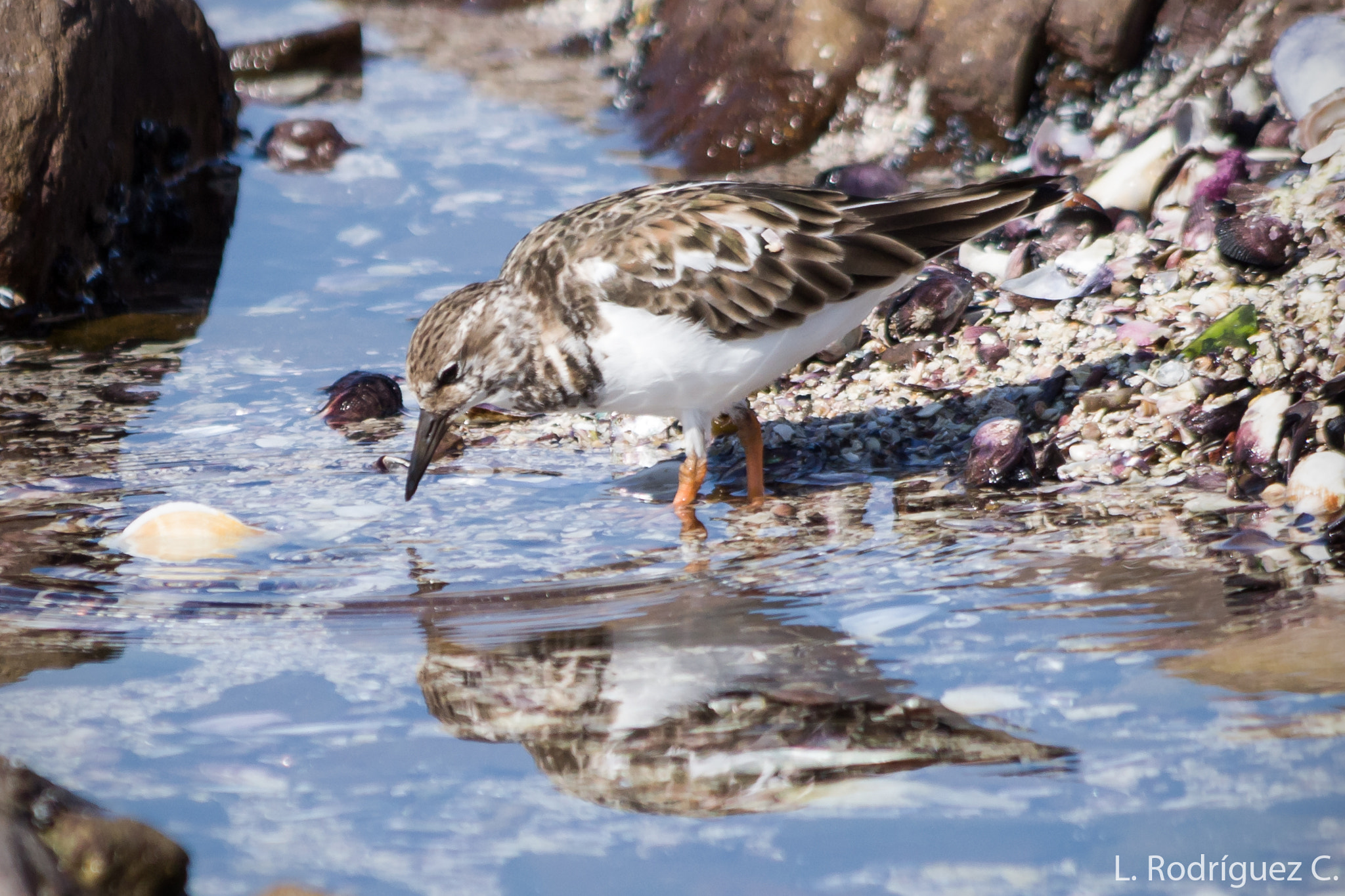 smc PENTAX-DA L 55-300mm F4-5.8 ED sample photo. Playero vuelvepiedras - ruddy turnstone photography
