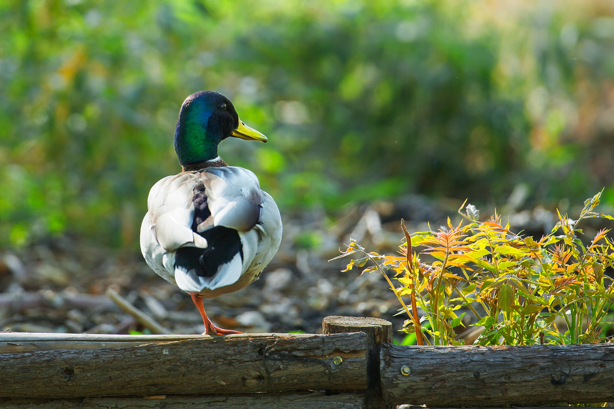 Canon EF 200-400mm F4L IS USM Extender 1.4x sample photo