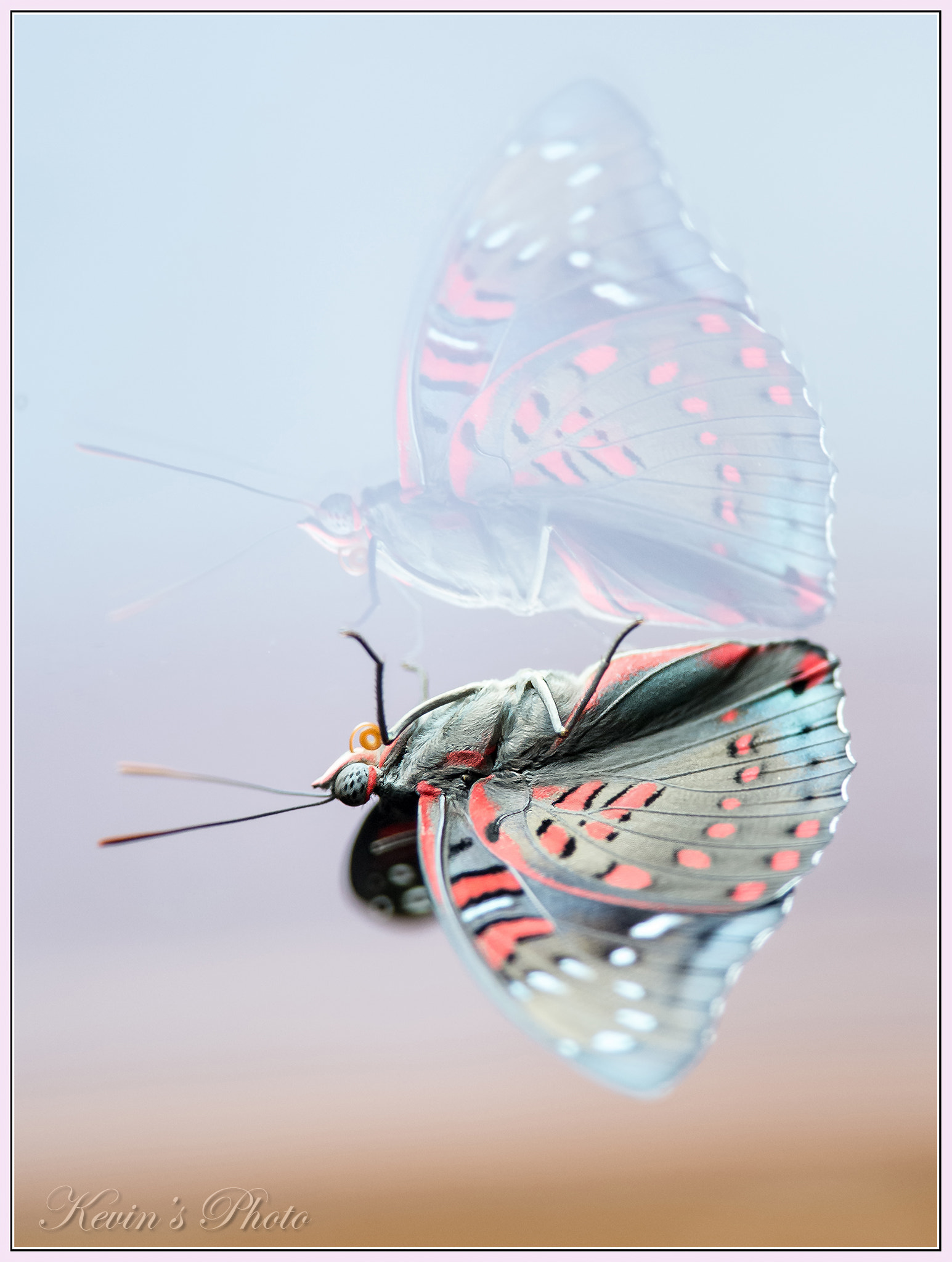 Nikon D4 + Nikon AF-S Nikkor 300mm F4D ED-IF sample photo. Butterfly on window photography