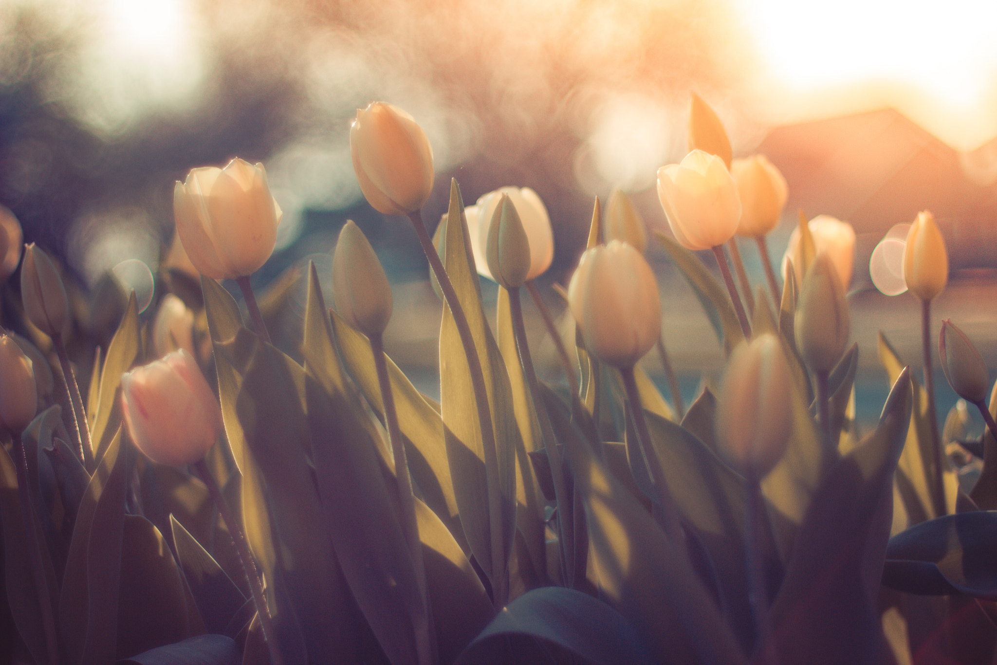 Canon EF 35-80mm f/4-5.6 sample photo. Tulips photography