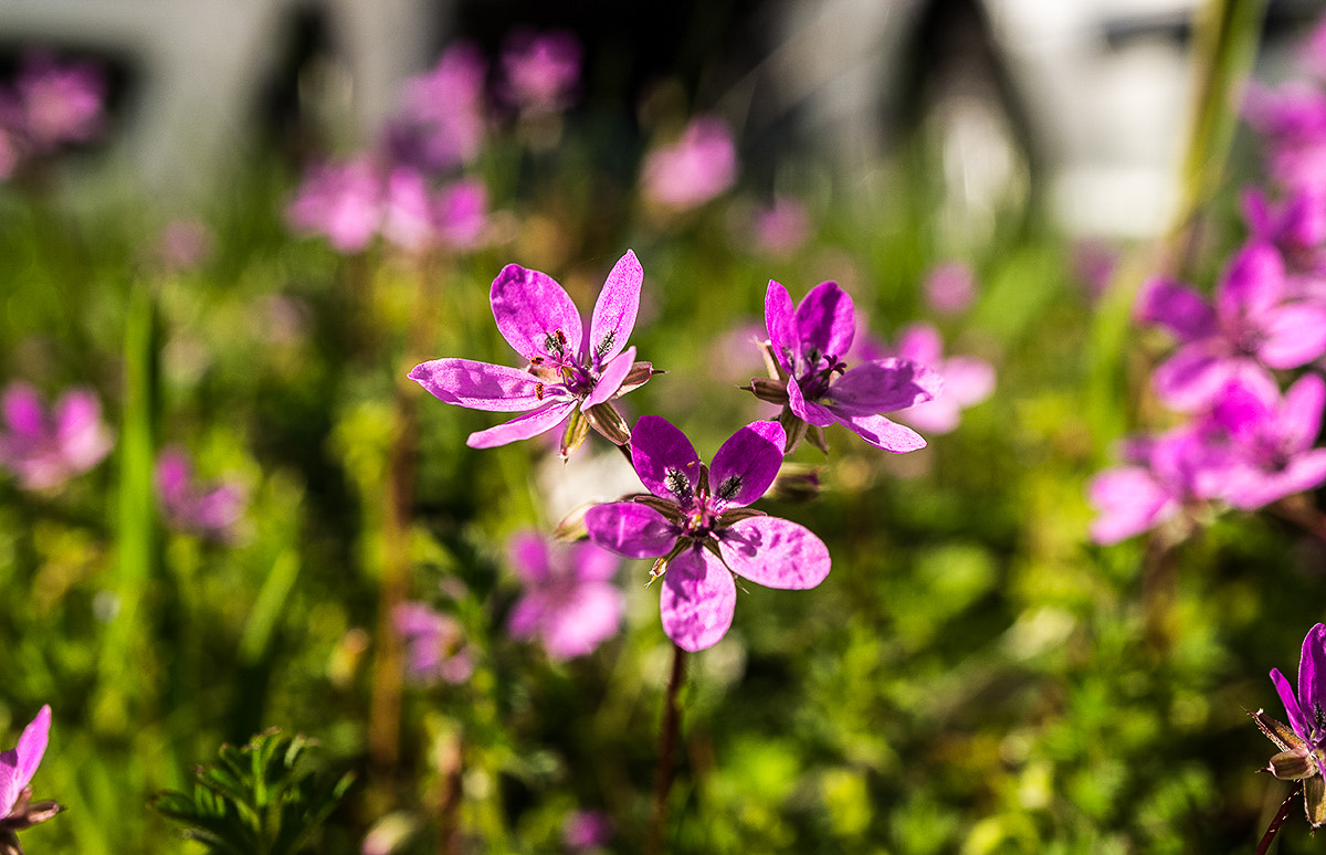 Sony Alpha NEX-F3 + Sony E 30mm F3.5 Macro sample photo. Dsc06 photography