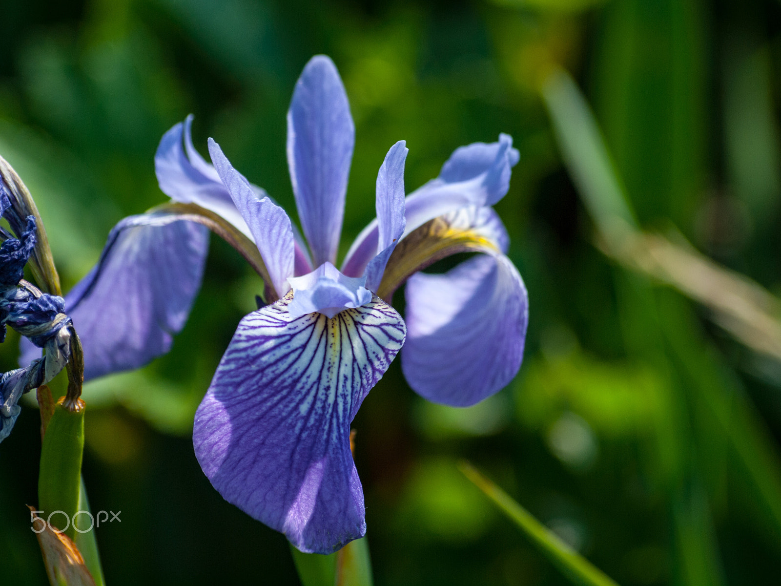Olympus Zuiko Digital ED 70-300mm F4.0-5.6 sample photo. Twisted purple photography