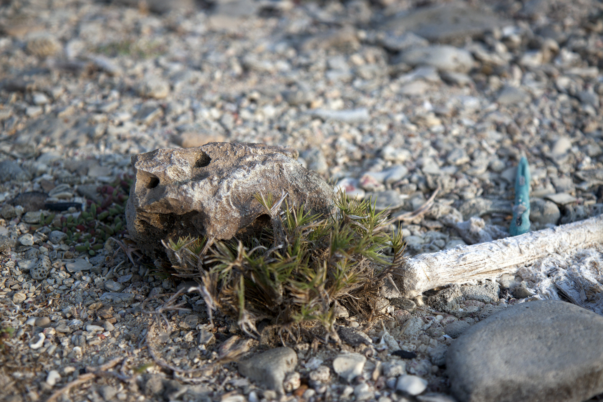 Canon EOS 500D (EOS Rebel T1i / EOS Kiss X3) sample photo. ... the little things... photography