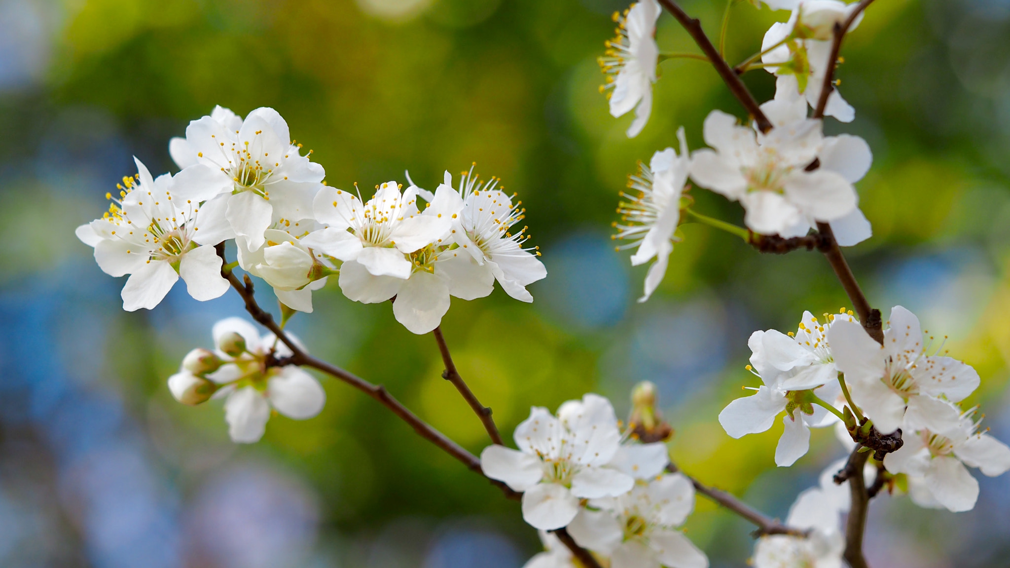 Olympus PEN E-PL7 sample photo. Mrthley, japanese plum photography